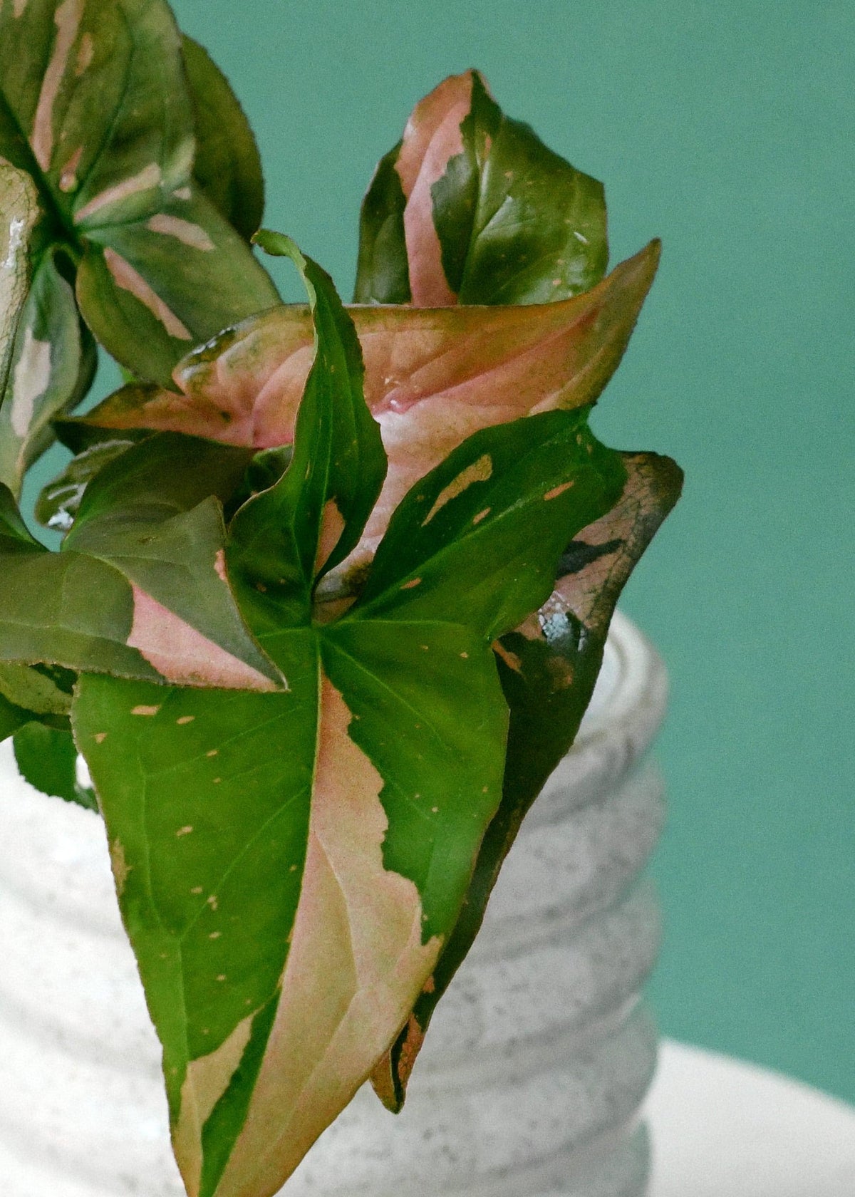 Healthy Syngonium Red Spot Baby. A perfect syngonium red spot baby for your indoor houseplant collection.