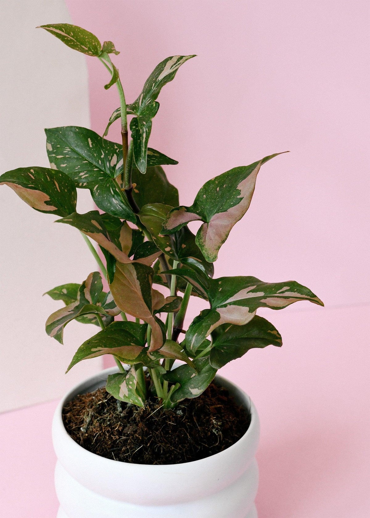 Healthy Syngonium Podophyllum Red Spot by Plant Circle – Medium, Approx. 30.0cm height by Plant Circle – 12.0cm Pot. A perfect syngonium podophyllum red spot by plant circle – medium, approx. 30.0cm height by plant circle – 12.0cm pot for your indoor houseplant collection.