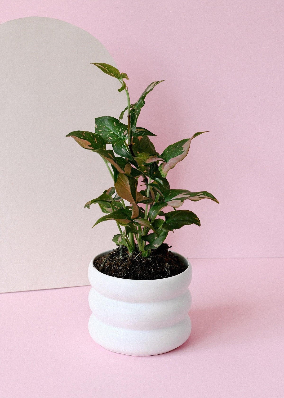 Healthy Syngonium Podophyllum Red Spot by Plant Circle – Medium, Approx. 30.0cm height by Plant Circle – 12.0cm Pot. A perfect syngonium podophyllum red spot by plant circle – medium, approx. 30.0cm height by plant circle – 12.0cm pot for your indoor houseplant collection.