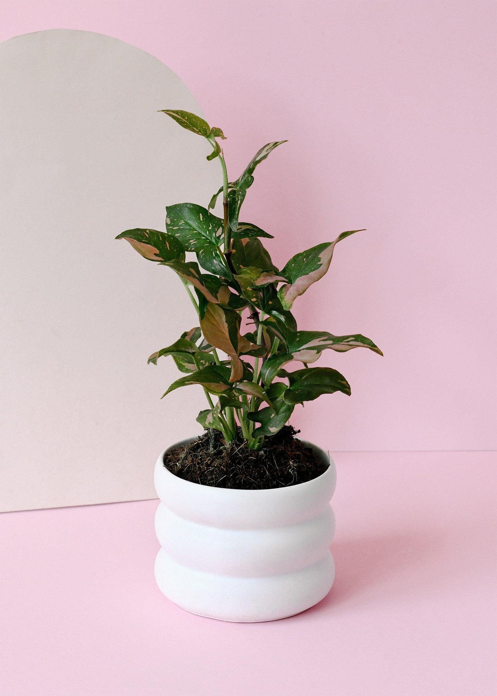 Syngonium Podophyllum Red Spot – Medium, Approx. 30.0cm height – 12.0cm Pot 3