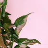 Syngonium Podophyllum Red Spot – Medium, Approx. 30.0cm height – 12.0cm Pot Default Title 1