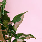 Syngonium Podophyllum Red Spot – Medium, Approx. 30.0cm height – 12.0cm Pot Default Title 1