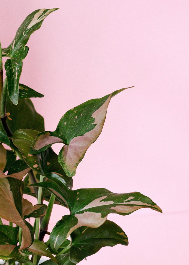 Healthy Syngonium Podophyllum Red Spot by Plant Circle – Medium, Approx. 30.0cm height by Plant Circle – 12.0cm Pot. A perfect syngonium podophyllum red spot by plant circle – medium, approx. 30.0cm height by plant circle – 12.0cm pot for your indoor houseplant collection.