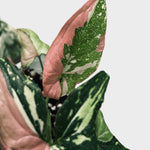 Close-up of a syngonium red spot tricolor plant with green and pink leaves on a light gray background