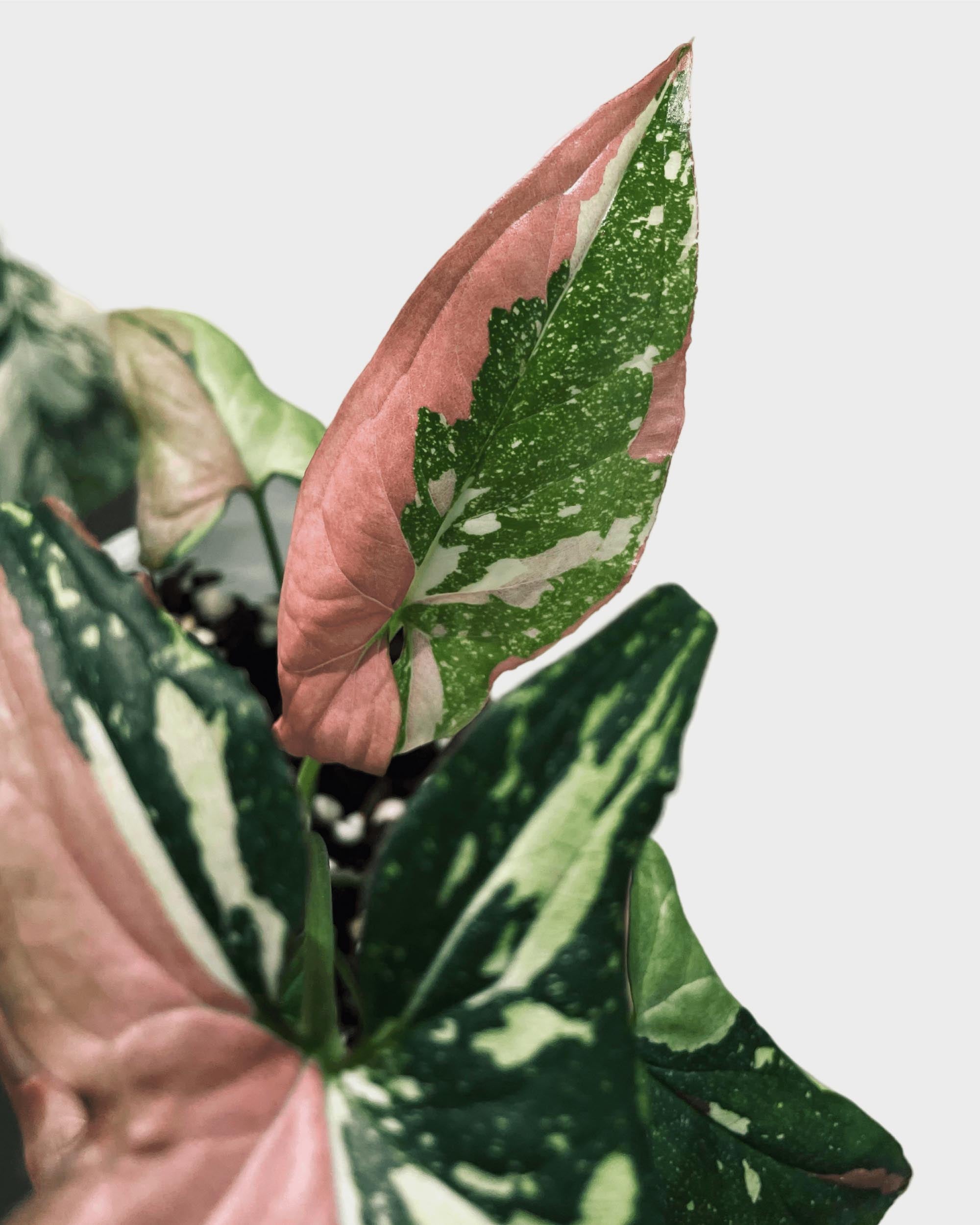 Close-up of a syngonium red spot tricolor plant with green and pink leaves on a light gray background