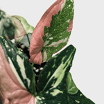 Syngonium Red Spot Tricolor – Medium, Approx. 35.0cm height – 12.0cm Pot Default Title 1