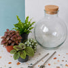 The Botanical Lab Terrarium Kit | DIY Glass Garden with 4 Baby Plants