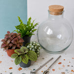 The Botanical Lab Terrarium Kit | DIY Glass Garden with 4 Baby Plants
