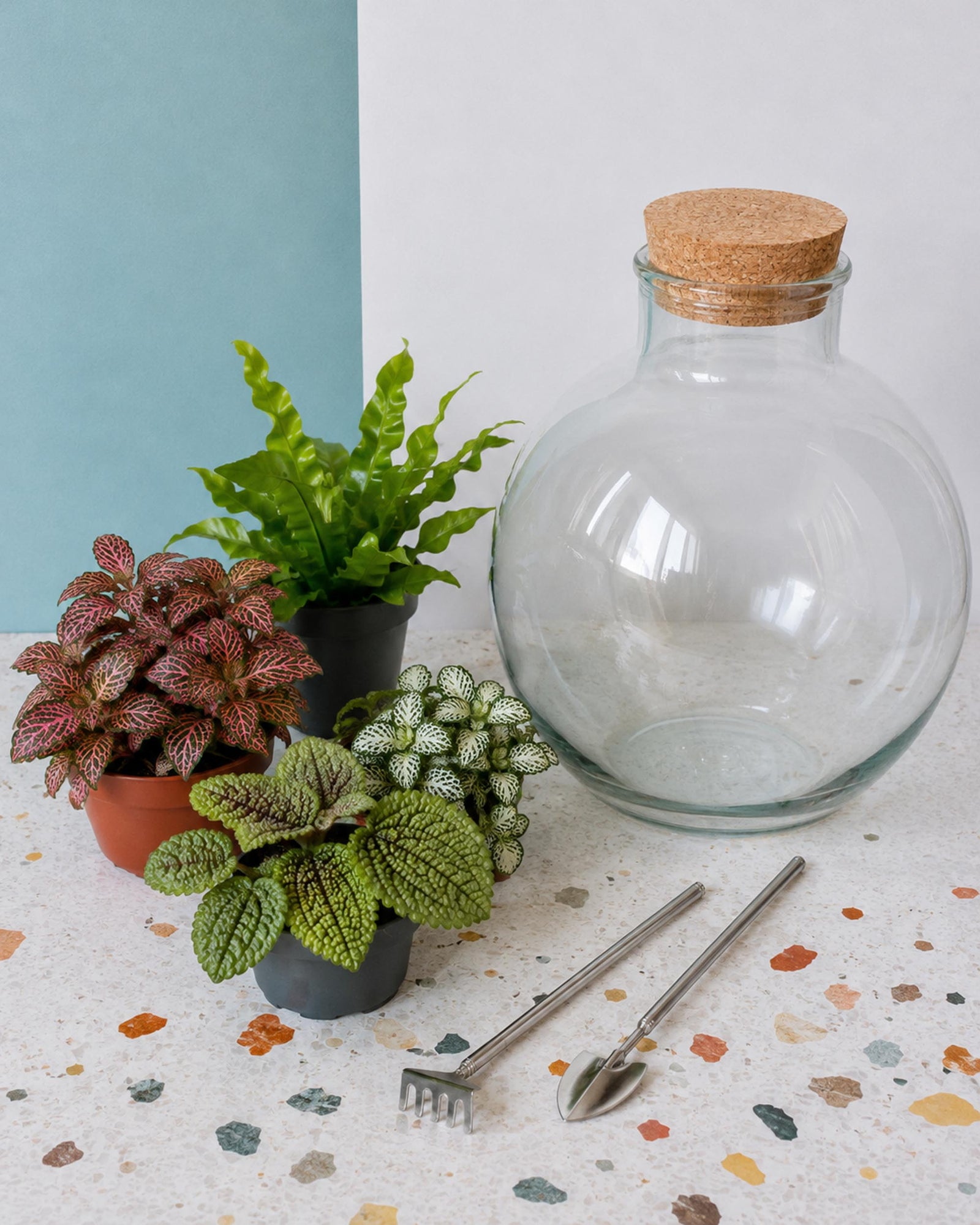 The Botanical Lab Terrarium Kit | DIY Glass Garden with 4 Baby Plants