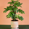 Large Rhaphidophora Tetrasperma (monstera minima) potted in a ceramic pot with an orange and green backrgound