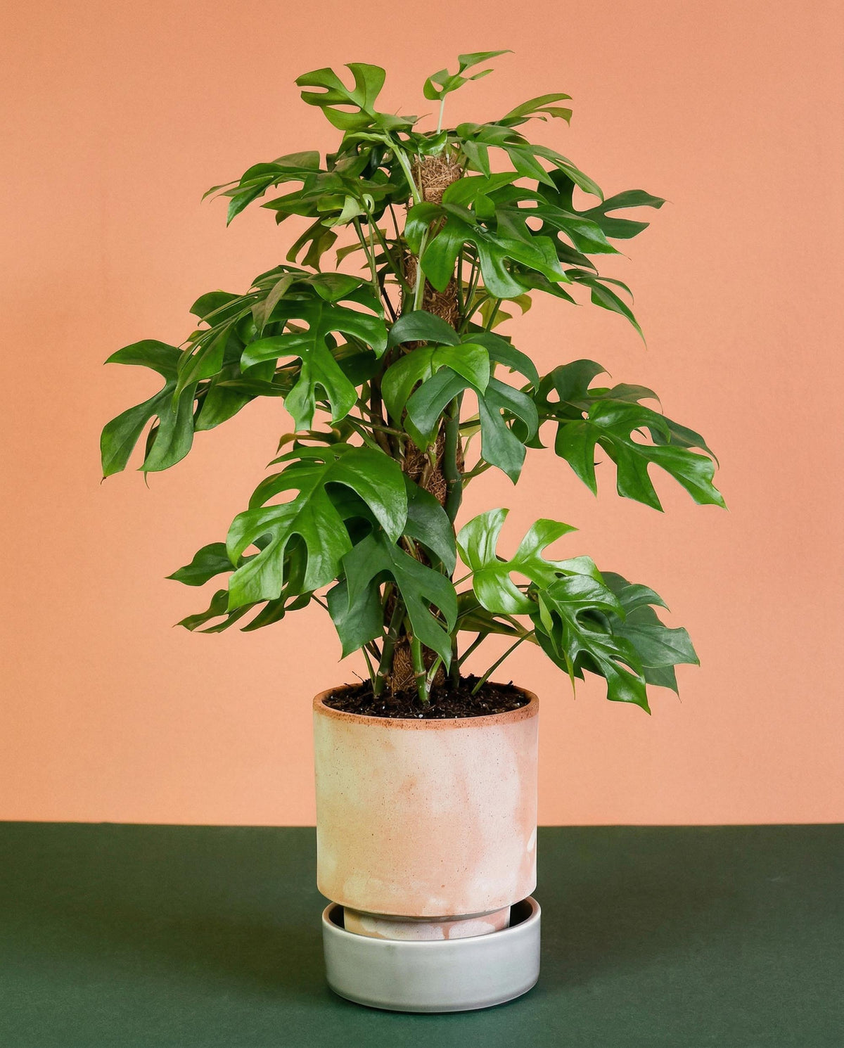 Large Rhaphidophora Tetrasperma (monstera minima) potted in a ceramic pot with an orange and green backrgound