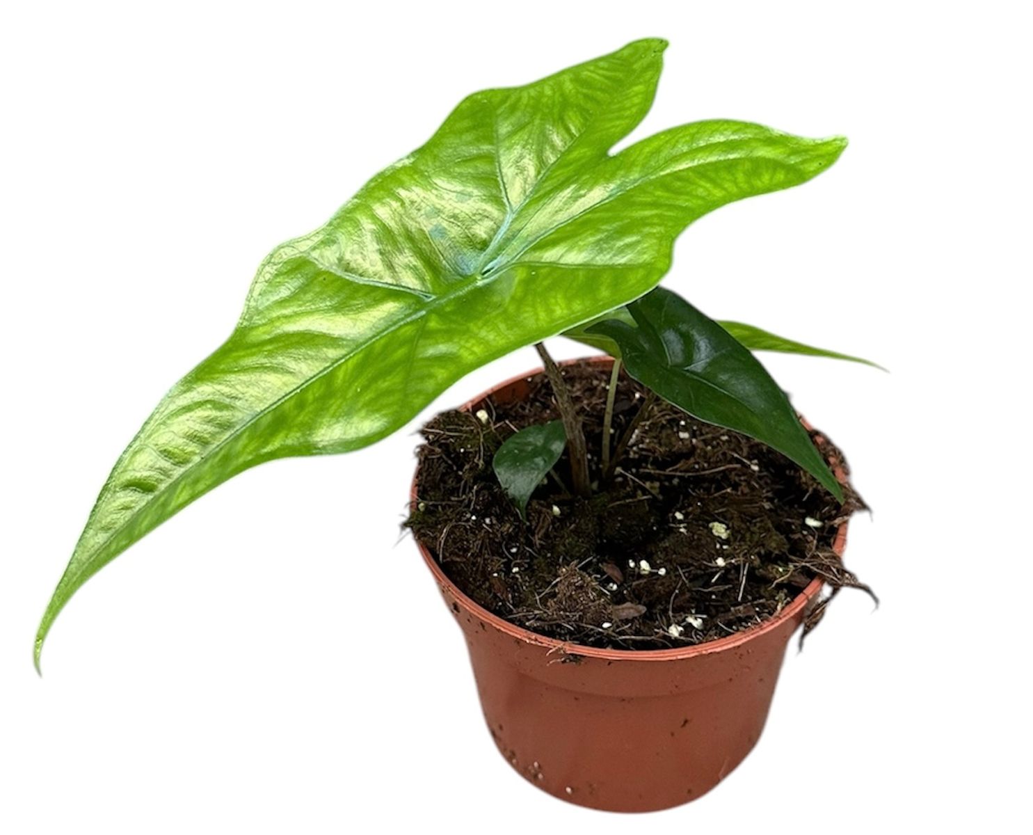 Alocasia nycteris 'Batwing' Baby