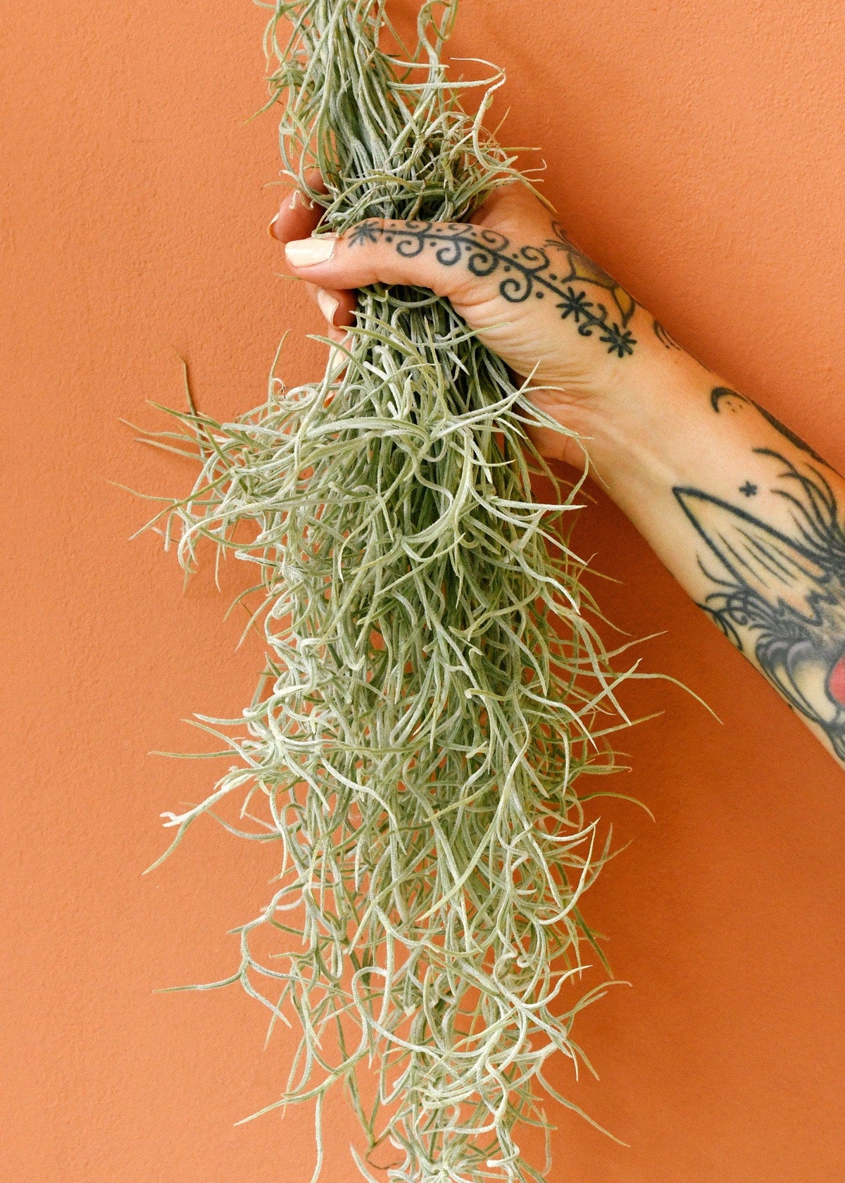 hanging moss plants Spanish Moss (Tillandsia Usneoides) - Premium Air Plant