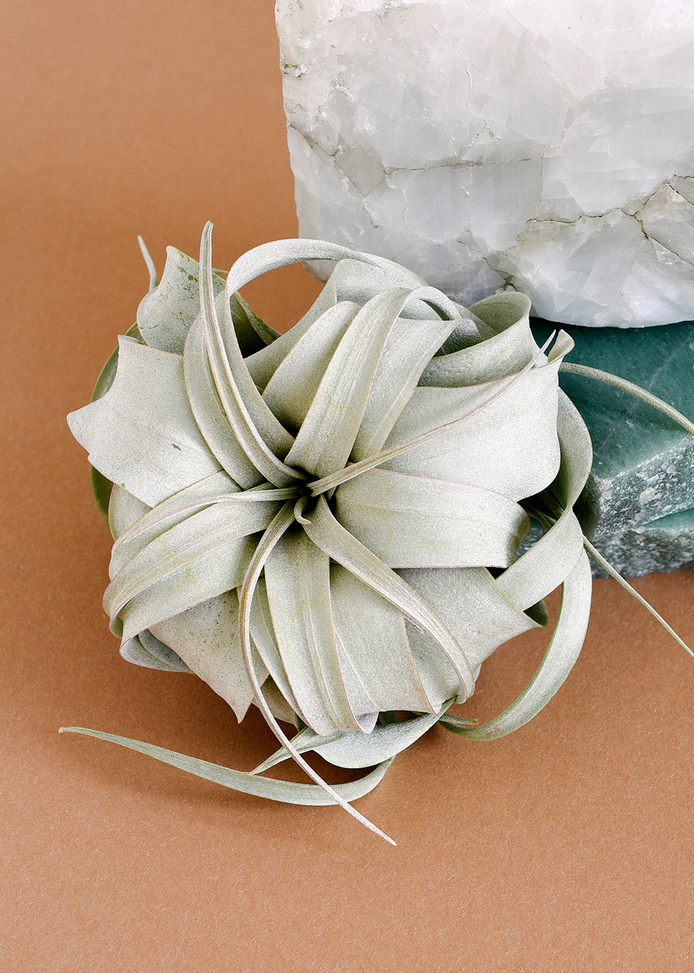 Air plant on a brown surface with a marble rock in the background