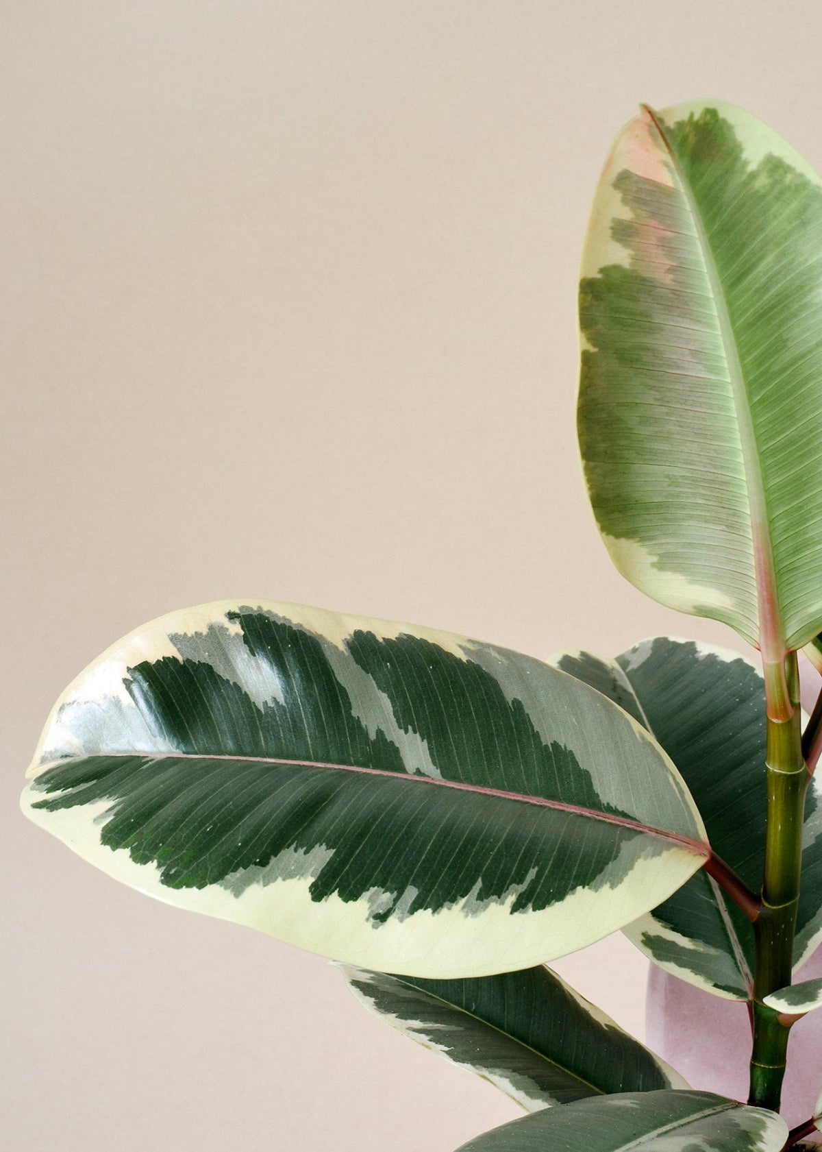 Ficus Elastica 'Tineke' 