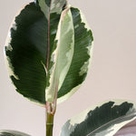 ficus elastica tineke