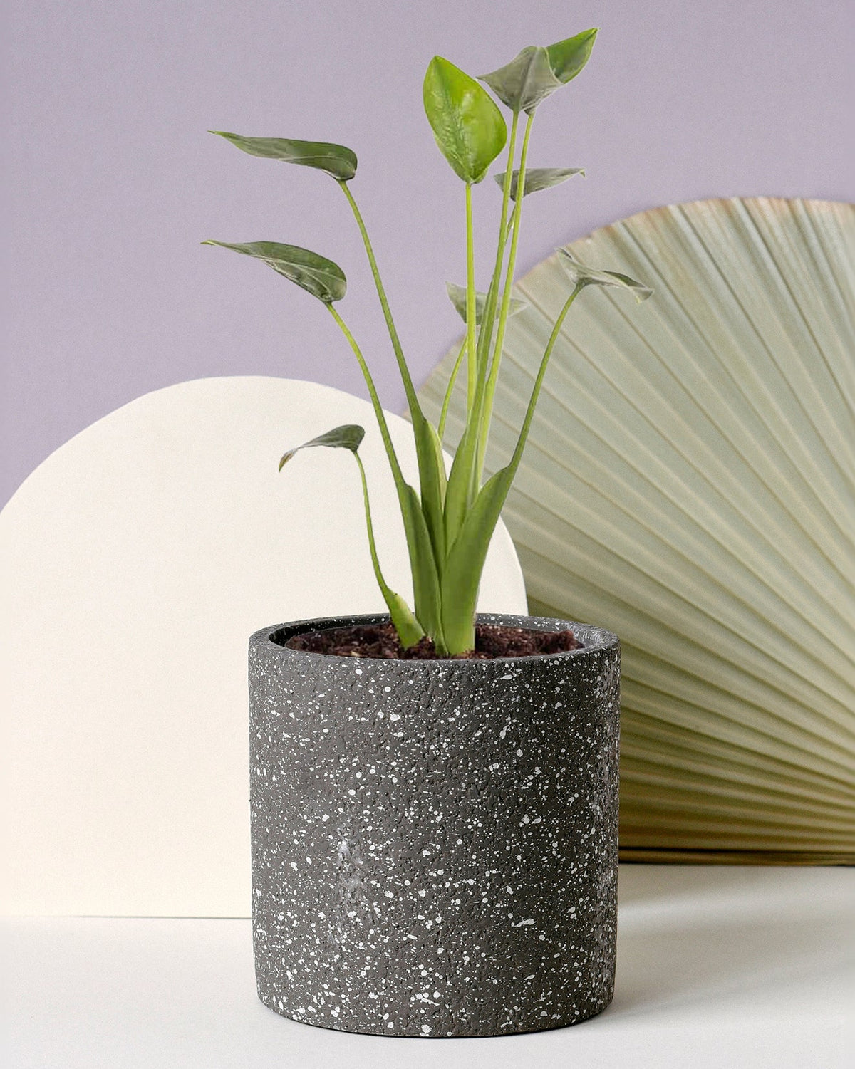 Alocasia tiny dancers