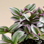 Tradescantia Mundula 'Lisa' L
