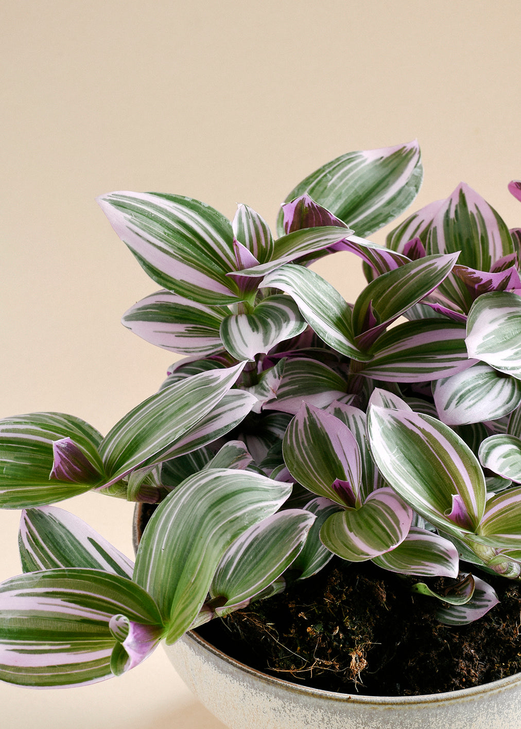 Tradescantia Mundula 'Lisa' by Plant Circle – Large, Approx. 40.0cm height by Plant Circle – 17.0cm Pot