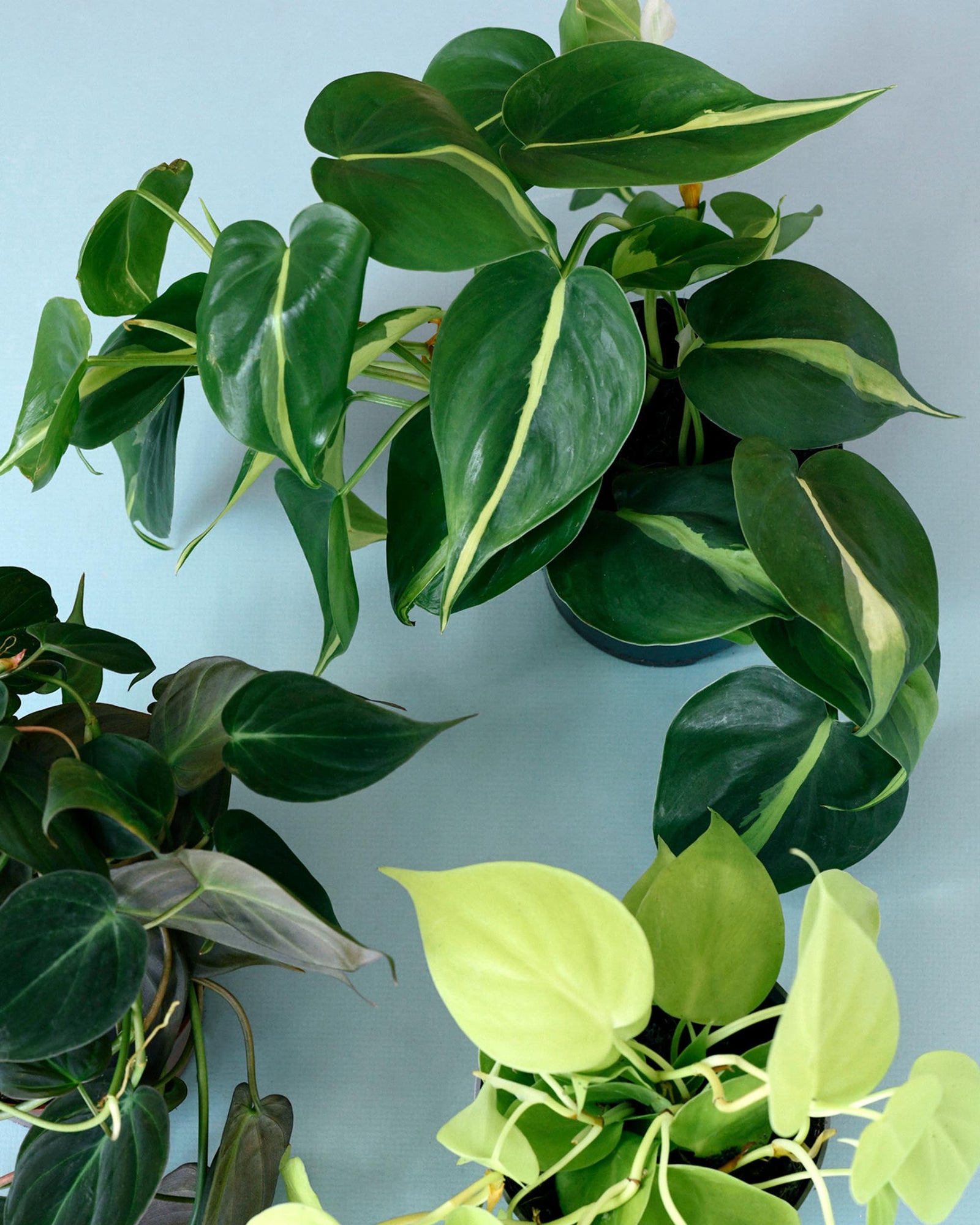 Trailing Elegance Trio Plant Set