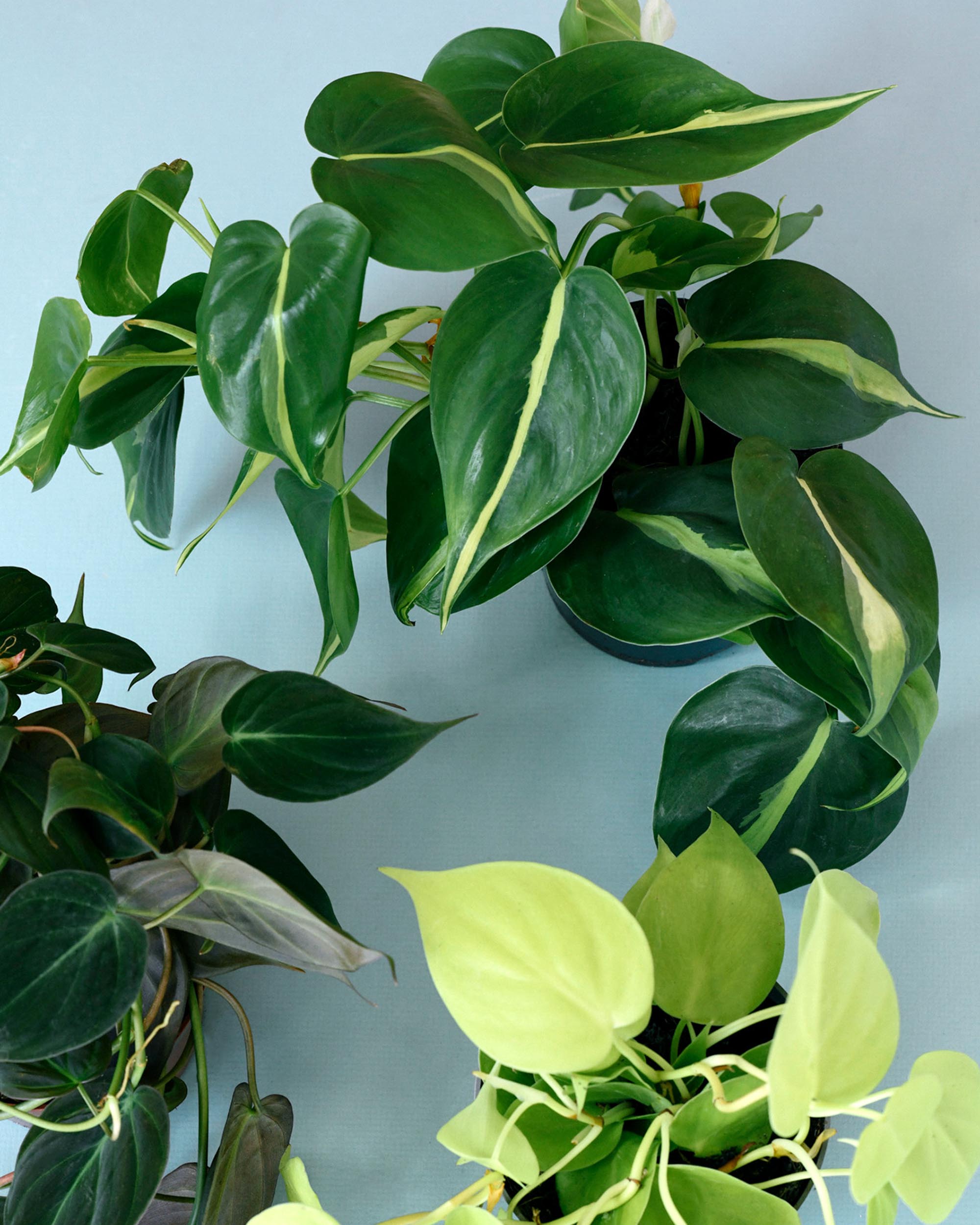 Trailing Elegance Trio Plant Set