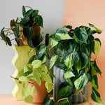 Trailing Elegance Trio Plant Set