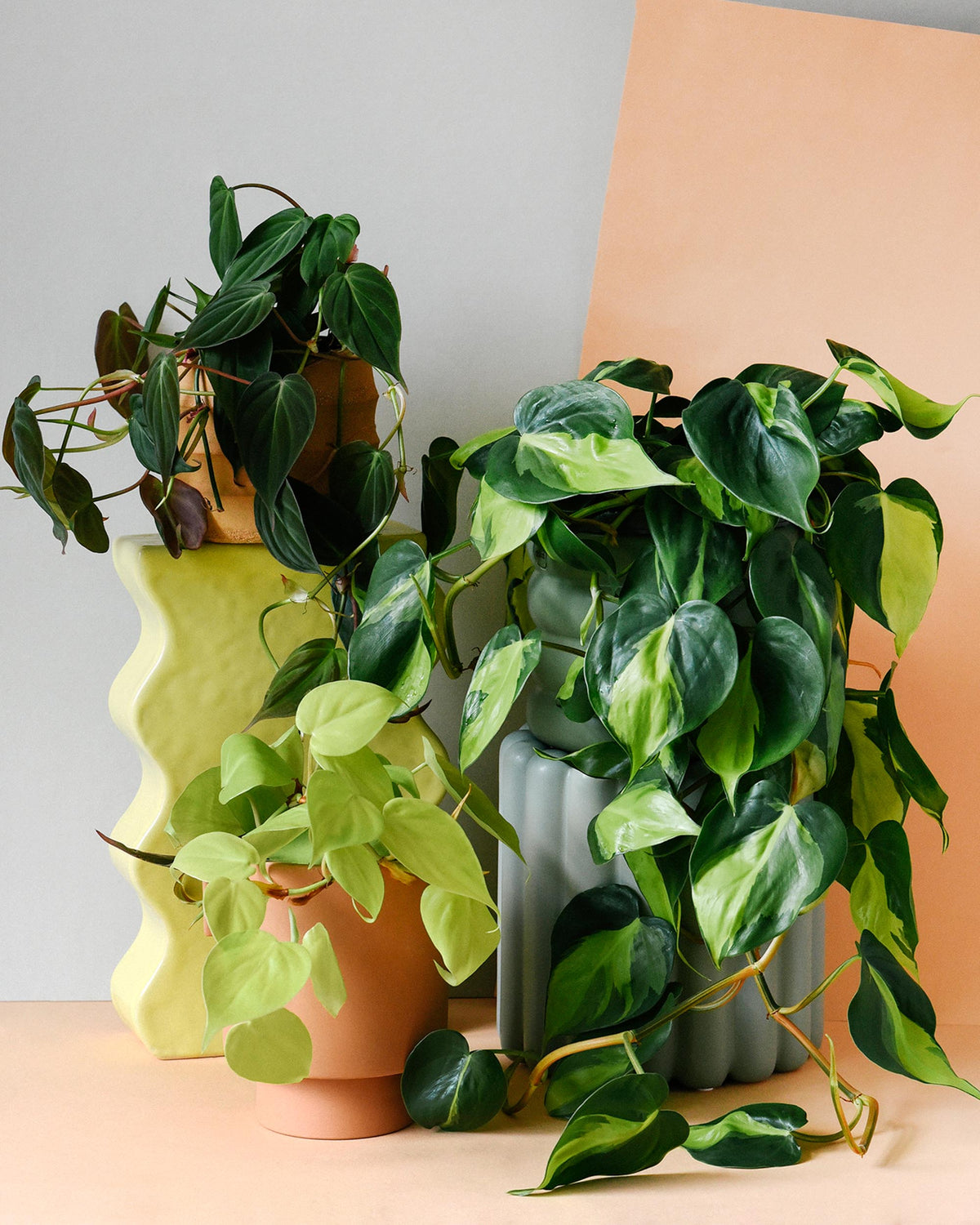 large trailing plants indoor Trailing Elegance Trio Plant Set
