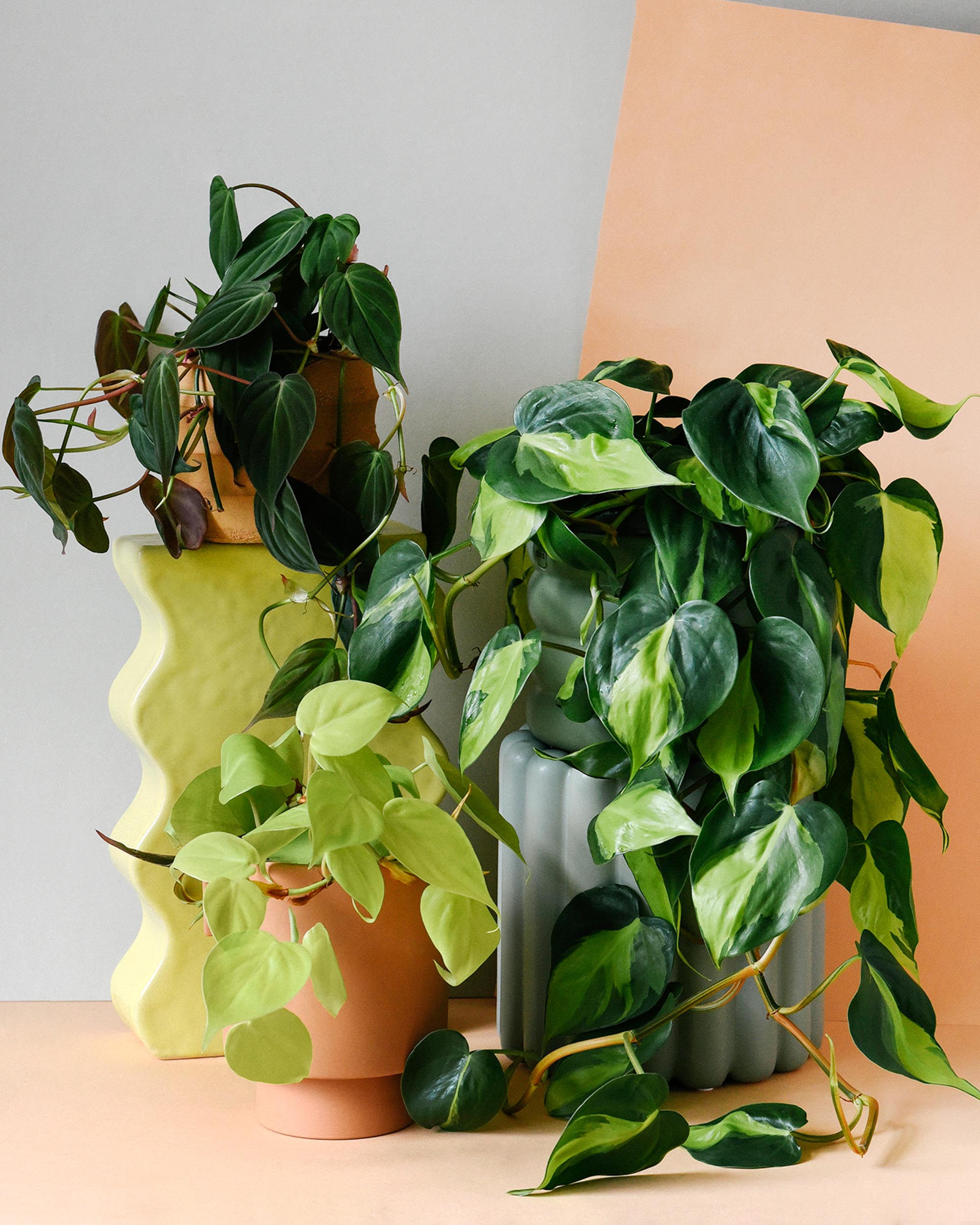 Trailing Elegance Trio Plant Set