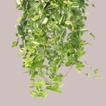 Tradescantia Yellow Hill Large