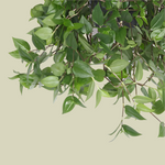 Tradescantia Green Hill Large by Plant Circle – Large, Approx. 35cm height by Plant Circle – 17cm Pot