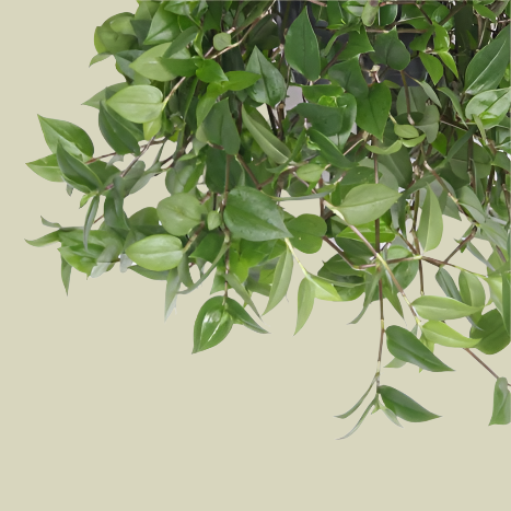 Tradescantia Green Hill Large by Plant Circle – Large, Approx. 35cm height by Plant Circle – 17cm Pot