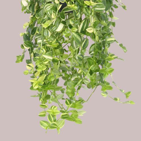 "Beautiful Tradescantia Yellow Hill Large in 17.0cm pot, 40cm tall, ideal for hanging or trailing indoor plants."