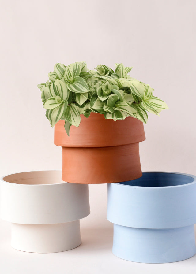 Tradescantia zebrina 'Brightness' Medium -  Plant Circle.