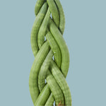 Sansevieria Twister Medium