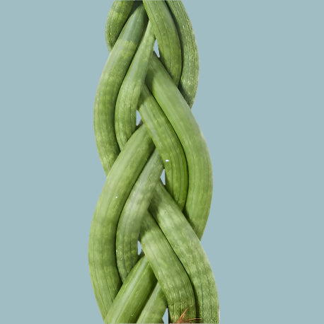 Sansevieria Twister Medium -  Plant Circle.