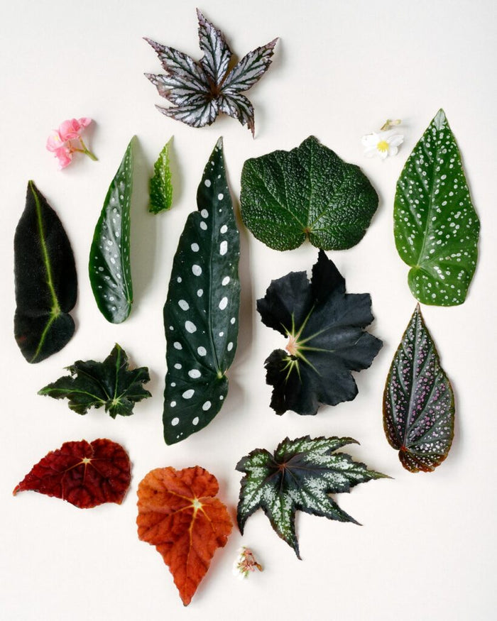 Genus Care Guides