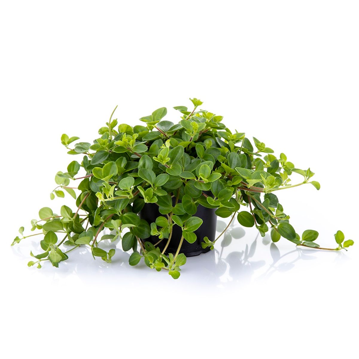 Trailing Jade Peperomia rotundifolia laid flat to show length and fullness of cascading stems and tiny leaves.
