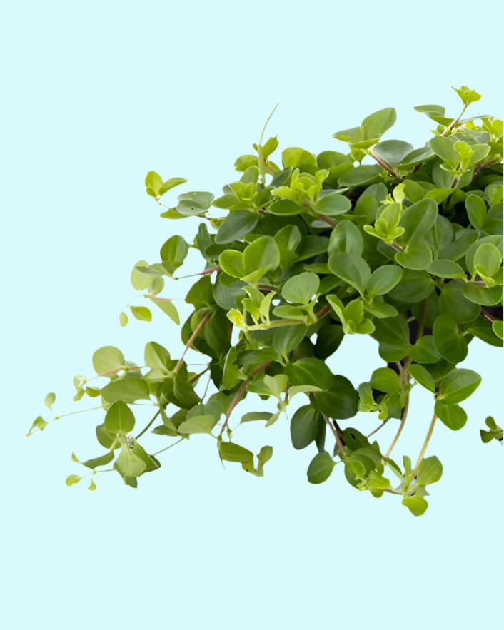 Peperomia Rotundifolia (Trailing Jade) Small