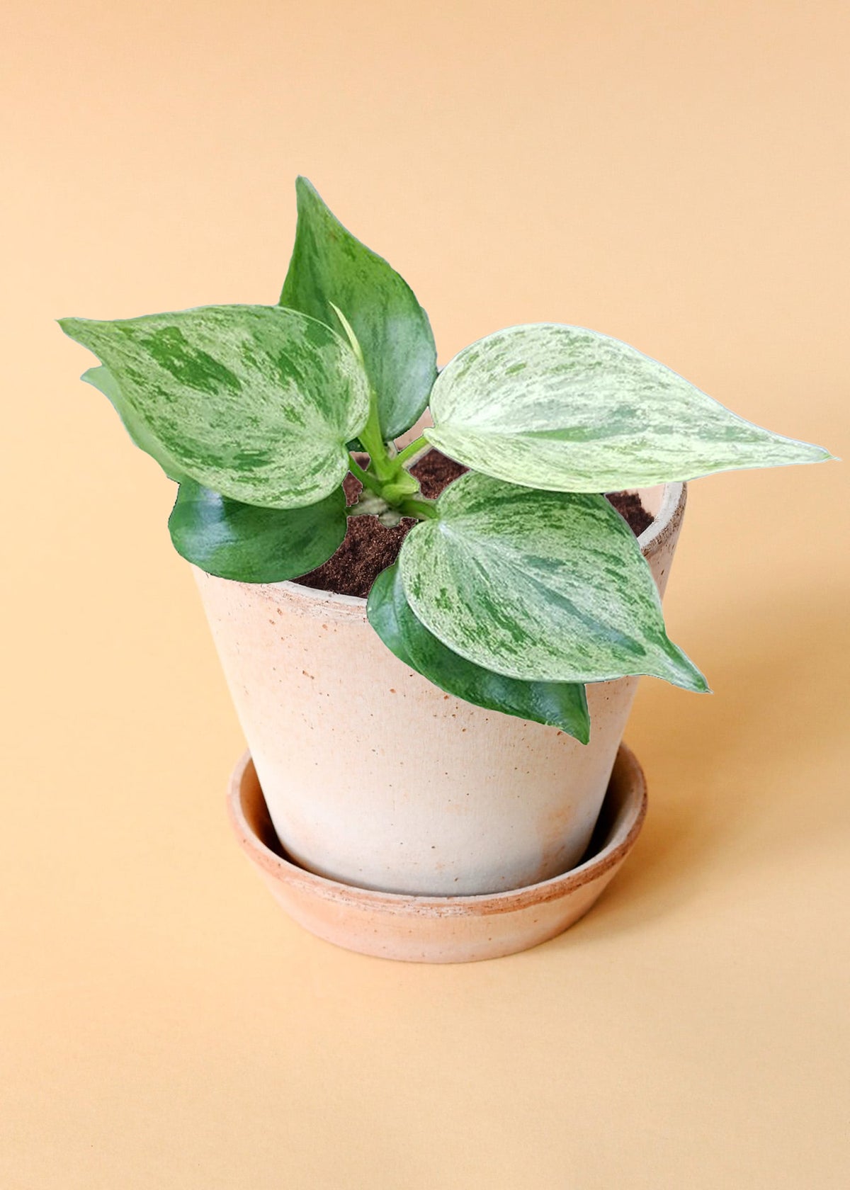 Philodendron Hederaceum Oxycardium Variegata (Heart leaf philodendron) Small -  Geen.