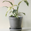 Rhaphidophora puberula 'variegata' - Medium