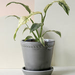 Rhaphidophora puberula 'variegata' - Medium