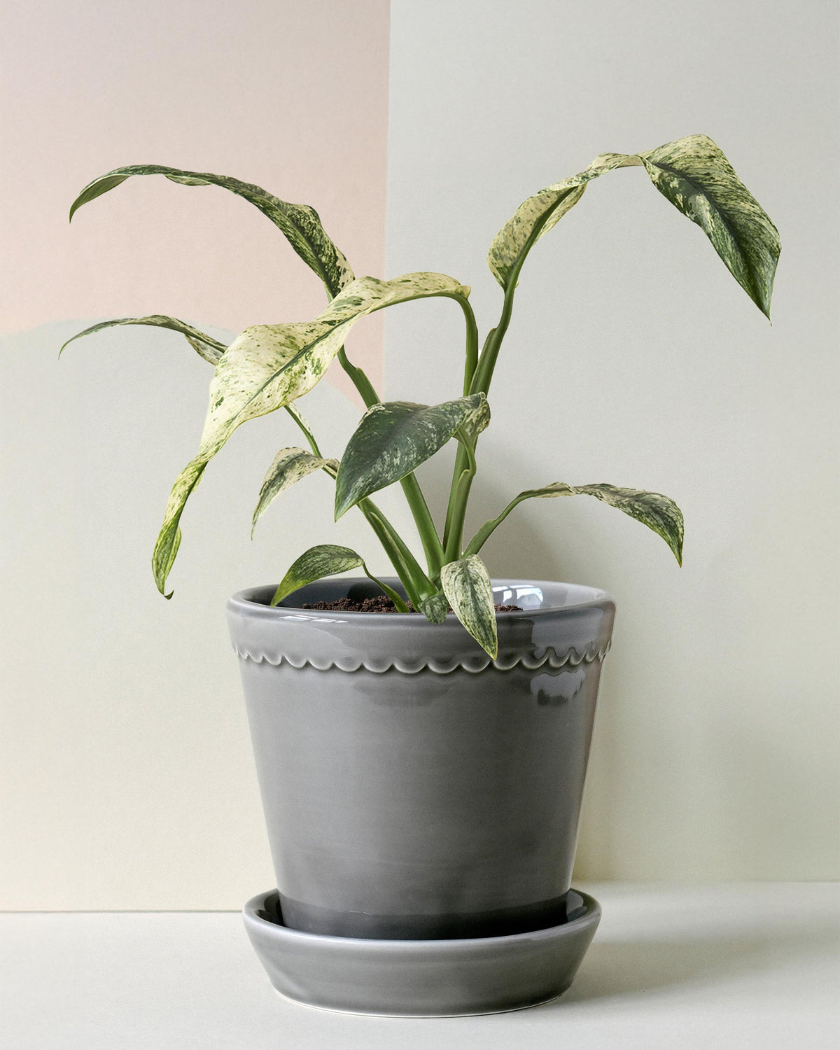 Rhaphidophora puberula 'variegata' - Medium -  Geen.