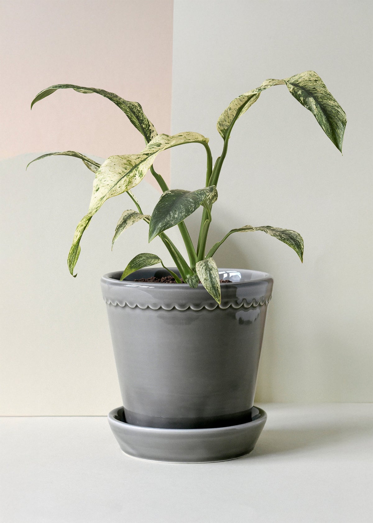 Rhaphidophora puberula 'variegata' - Medium -  Geen.