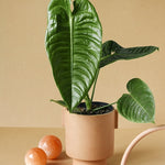 anthurium veitchii plantcircle