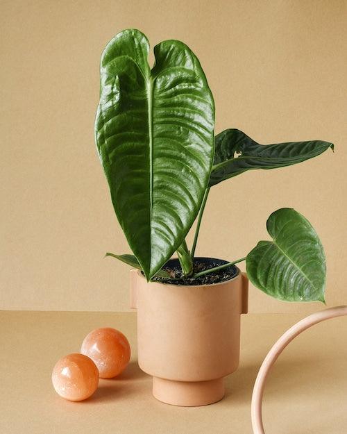 Anthurium Veitchii (King Anthurium) XL – Large, Approx. 50.0cm height – 21.0cm Pot Default Title 1