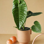 Anthurium Veitchii (King Anthurium) 