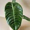 Anthurium Veitchii M