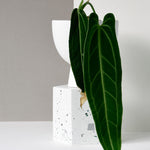 Anthurium Warocqueanum (Queen Anthurium) plant in a white pot on a gray background