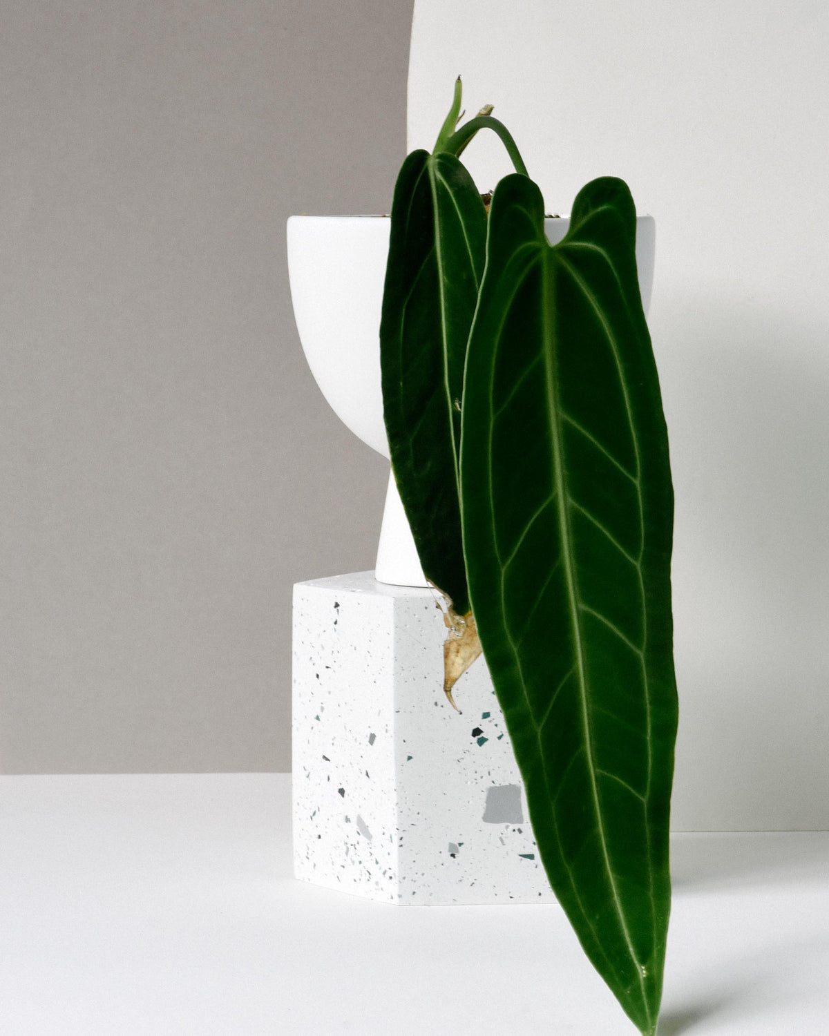 Anthurium Warocqueanum (Queen Anthurium) plant in a white pot on a gray background