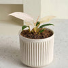 Small potted healthy philodendron whipple way baby in a white ribbed pot on a light surface